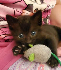 Mavis as a young kitten, holding her toy