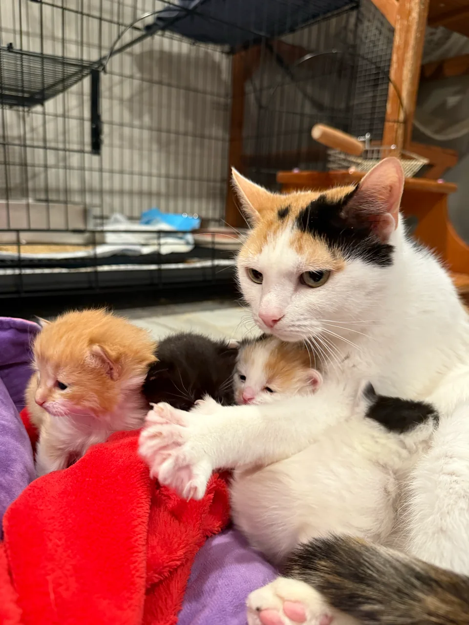 A calico cat curled around a group of tiny kittens on blankets
