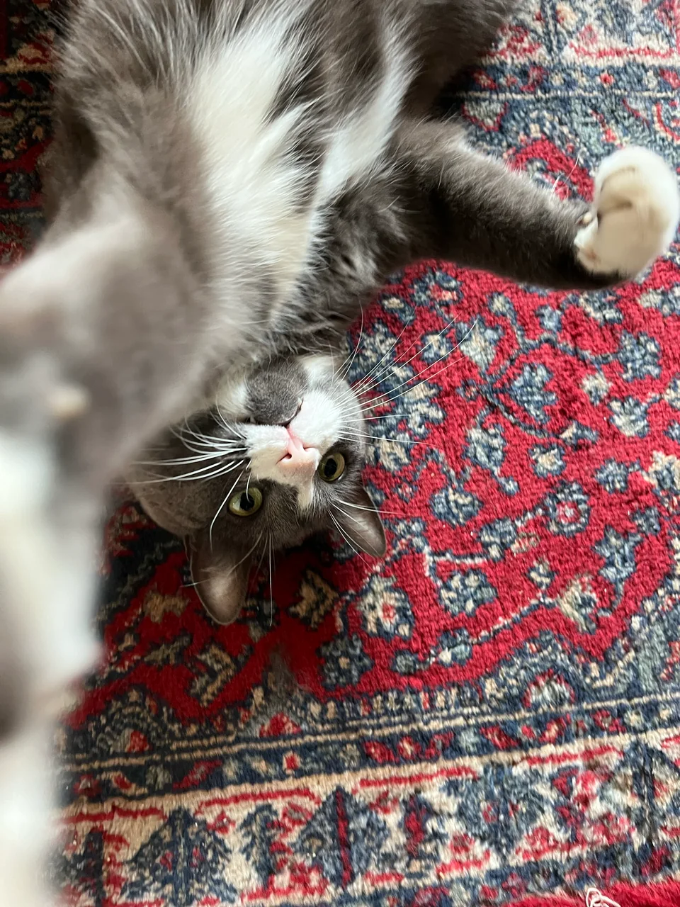 A playful gray-and-white cat looking at the camera while lying on a rug
