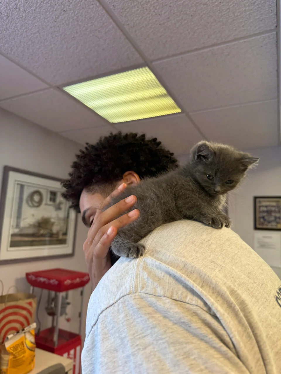 A gray kitten resting on a person’s shoulder