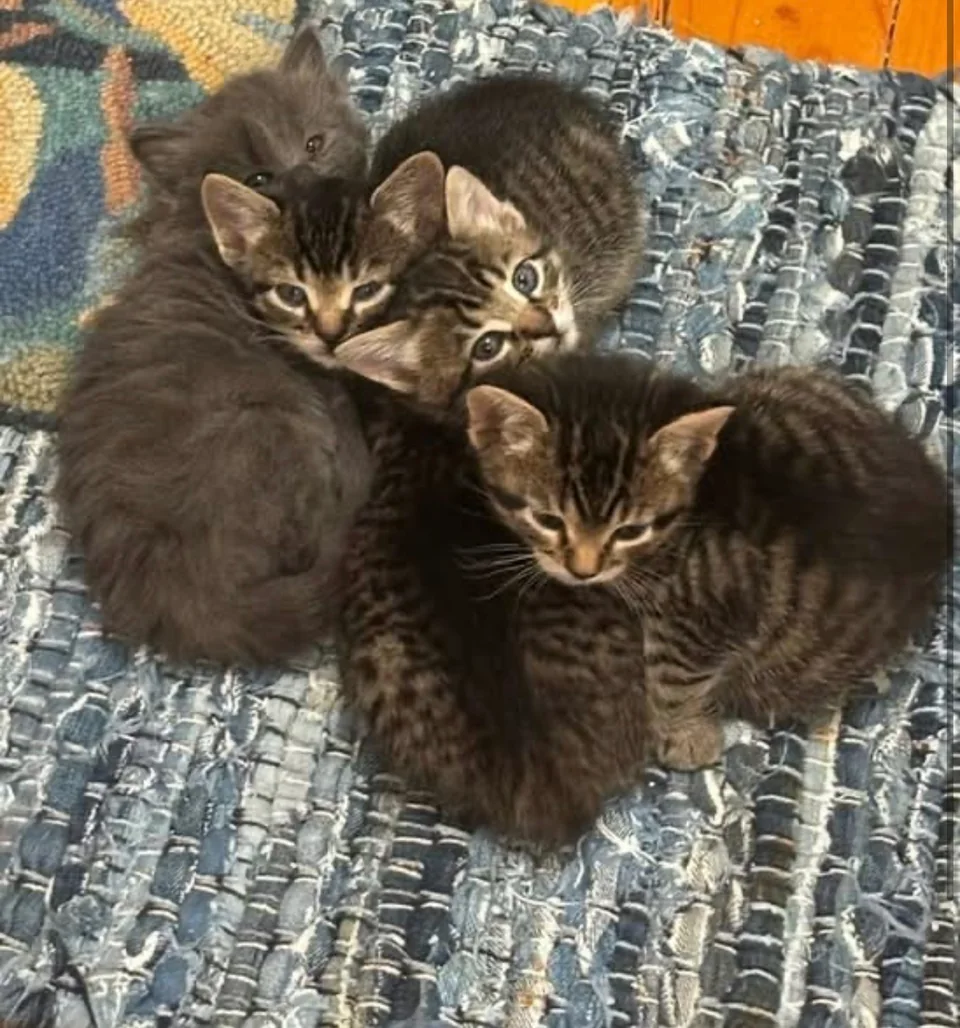 A group of tabby and gray kittens cuddled together on a woven rug