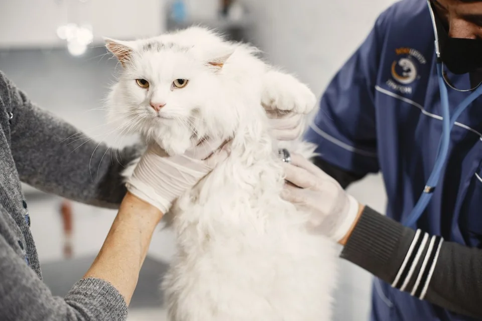 A veterinarian examining a white cat at a clinic
